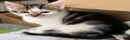 Mixed Breed cats for sale: 6 Lovely kittens for sale  - Advert 21