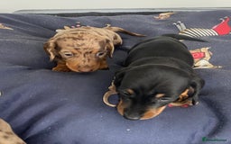Dachshund dogs for sale: Dachshund puppies  - Image 5