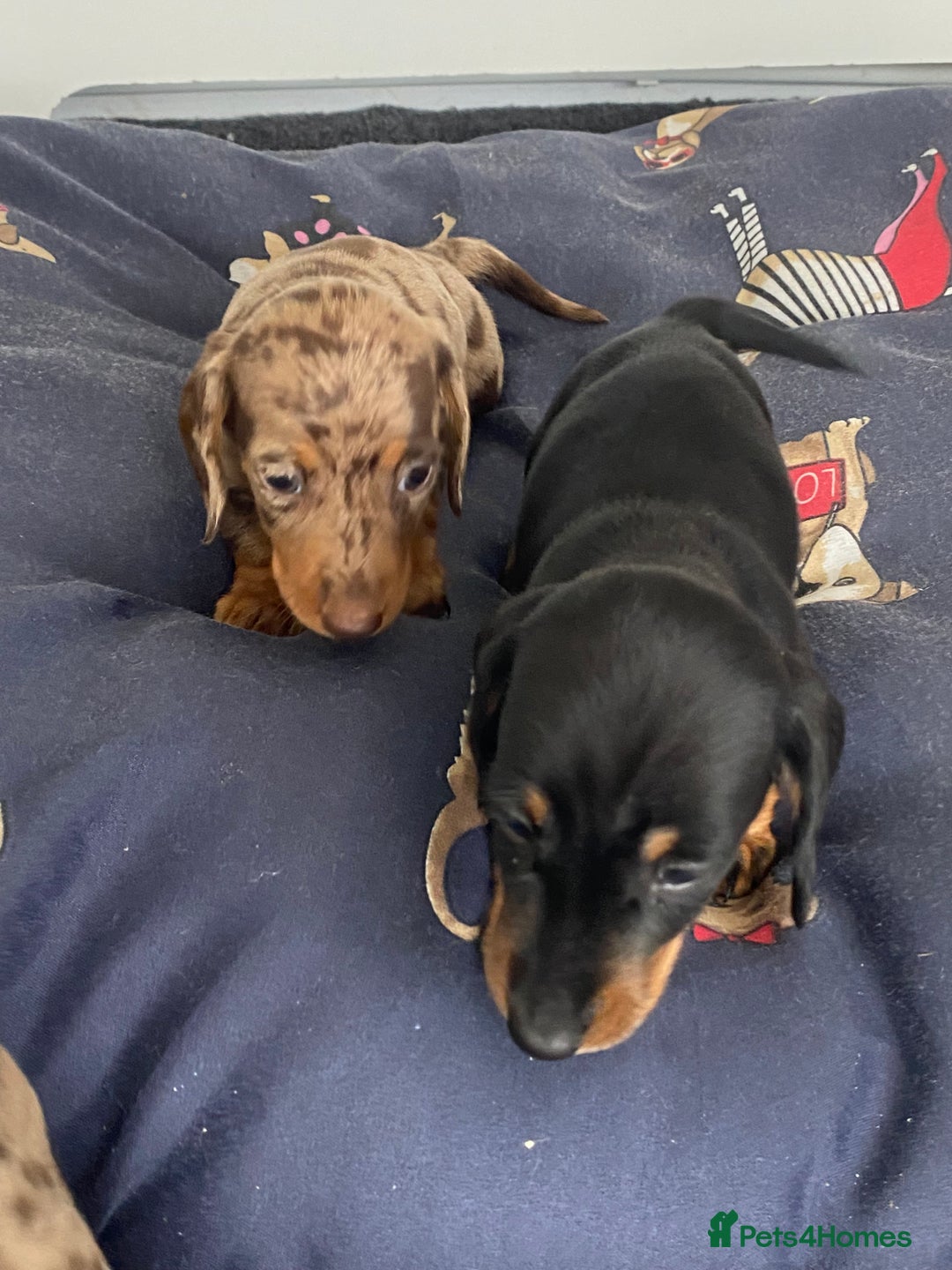 Dachshund dogs for sale: Dachshund puppies  - Image 5