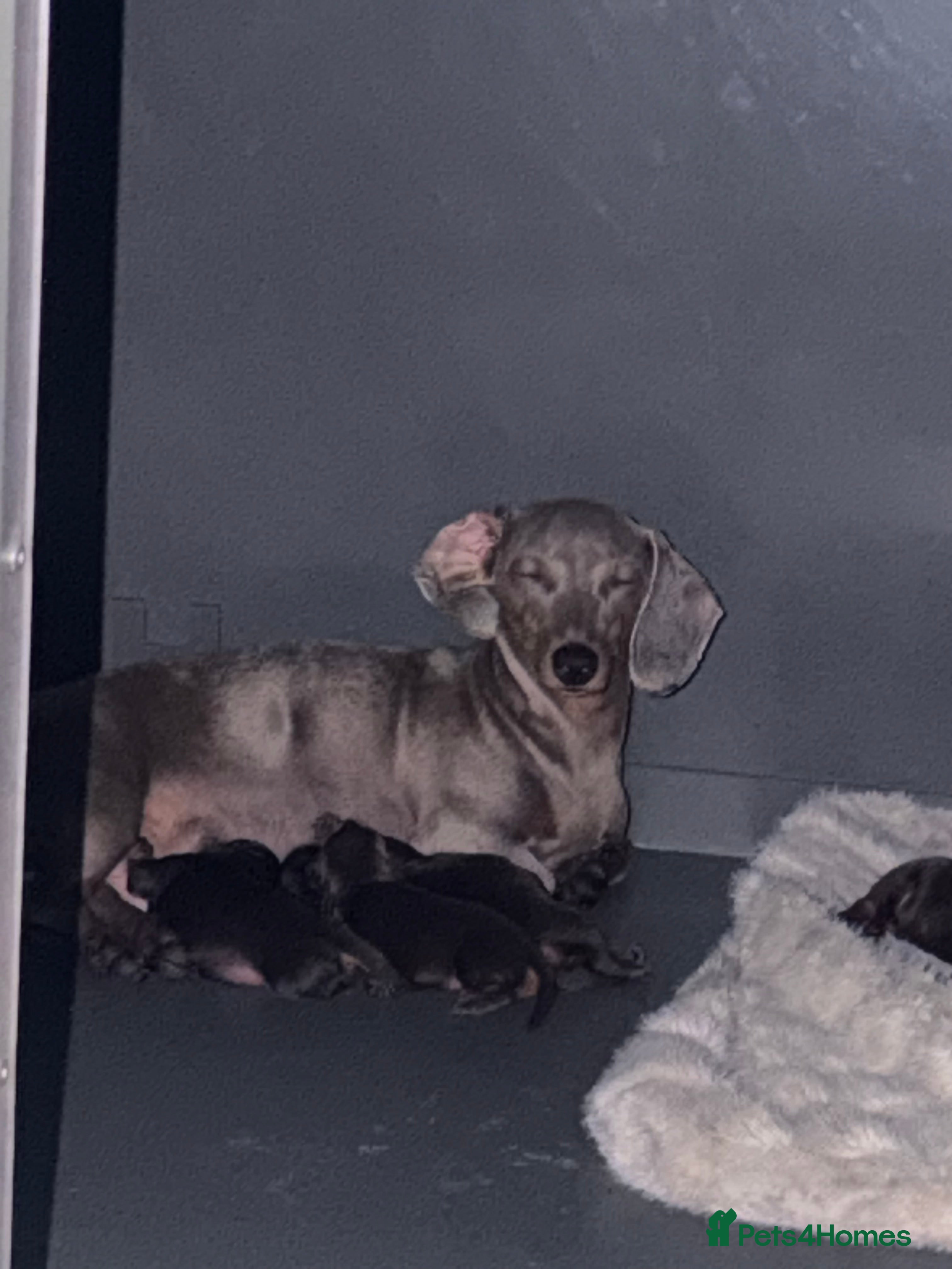 Miniature Dachshund dogs Stunning chocolate and tan puppies 🐾 - Advert 3