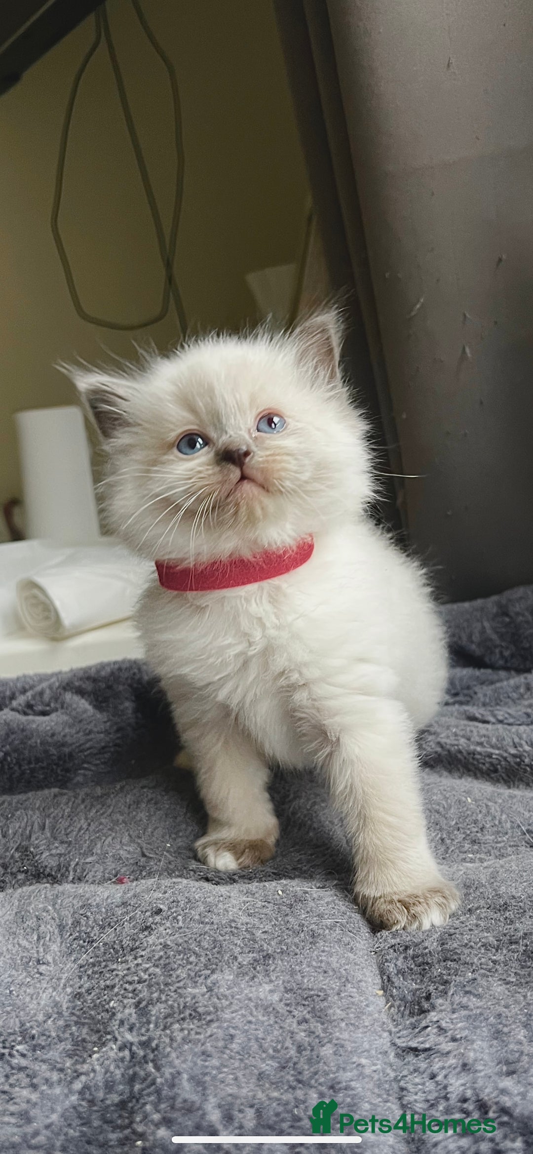 Ragdoll cats for sale: 🩷5 Blue Bi-colour Ragdoll girls🩷 - Advert 6