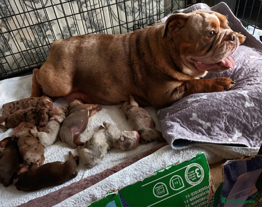English Bulldog dogs for sale: Dwkc englìsh bulldog puppies  - Image 6
