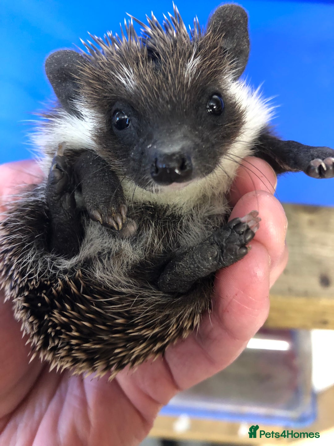 Pygmy Hedgehog rodents for sale: Jet black /albino/assorted baby hoglets ready now! - Advert 1