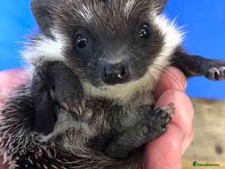 Pygmy Hedgehog rodents Jet black /albino/assorted baby hoglets ready now! - Advert 3
