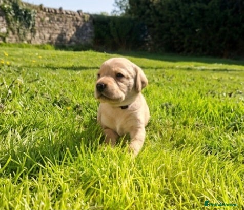 Labrador Retriever dogs Beautiful fox red and yellow labrador puppies  - Advert 1