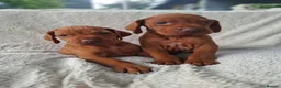 Hungarian Vizsla dogs for sale: Beautiful Hungarian Vizsla Puppies For Sale  in Aberystwyth - Advert 10