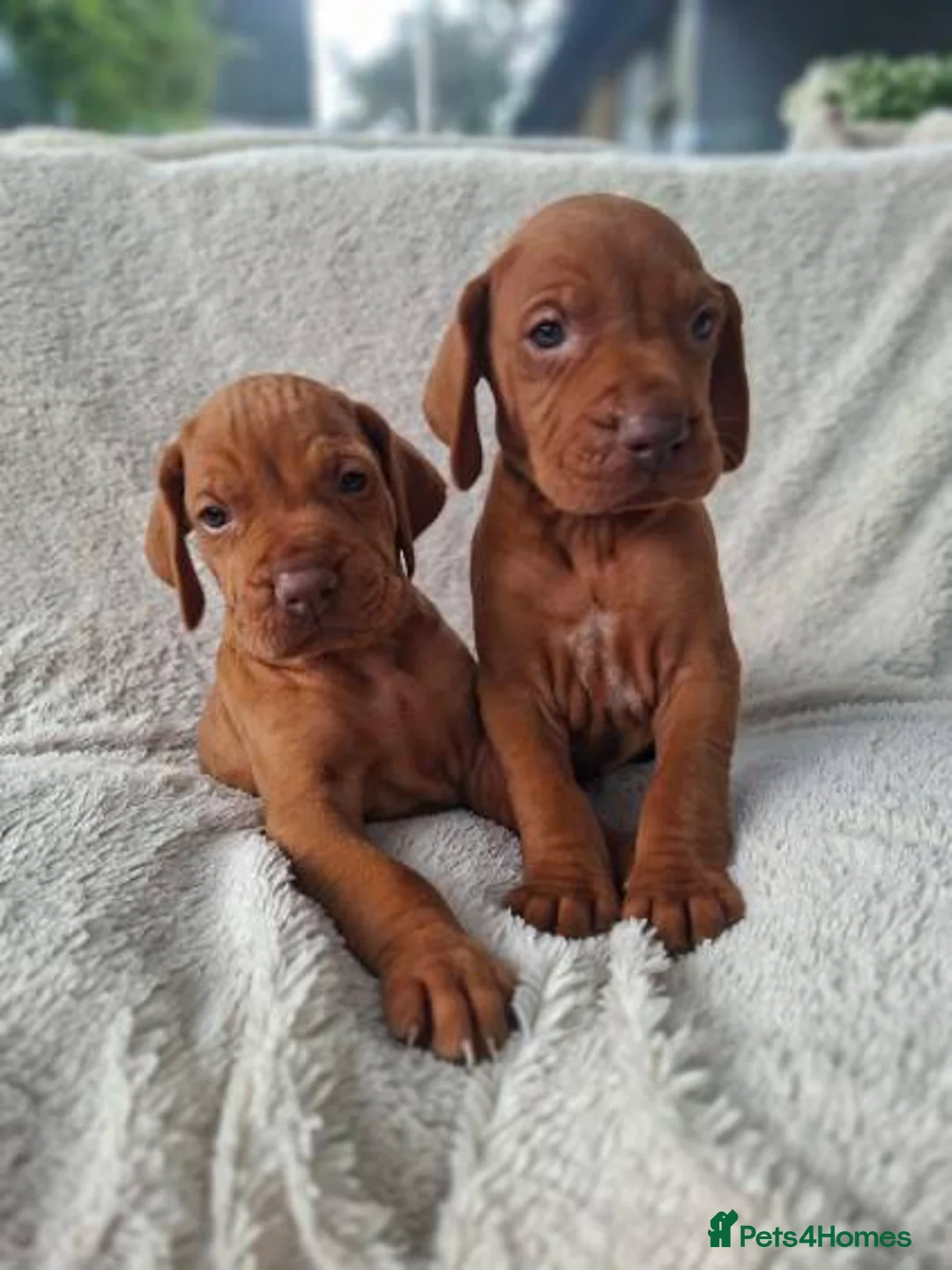 Hungarian Vizsla dogs for sale: Beautiful Hungarian Vizsla Puppies For Sale  in Aberystwyth - Advert 10