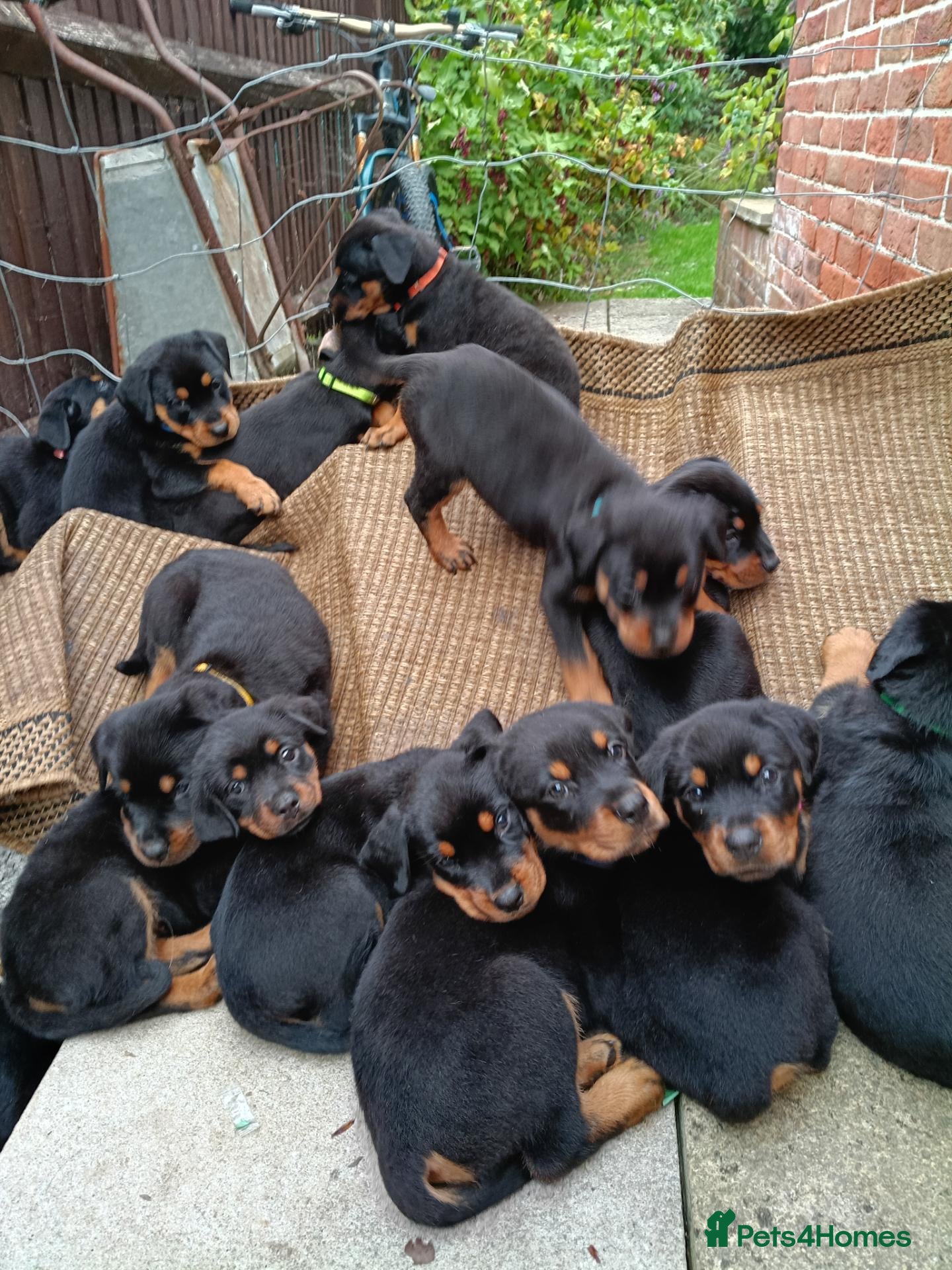 Rottweiler dogs Rottweiler puppies  - Advert 2