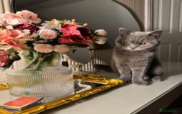 British Shorthair cats for sale: British short hair  - Image 10