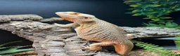 Bearded Dragon reptiles for sale: Bearded Dragon  in Newton Abbot - Advert 3