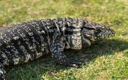 Monitor reptiles for sale: Black and White Tegu - Image 2