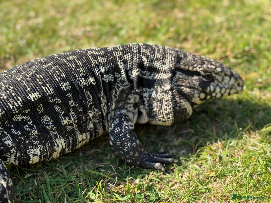 Monitor reptiles for sale: Black and White Tegu - Image 2