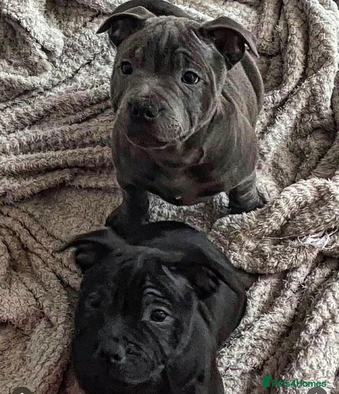 Staffordshire Bull Terrier dogs for stud: *ULTIMATE STUD PACKAGE DEAL* KASSIUS BEST UK BLACK in Manchester - Advert 8