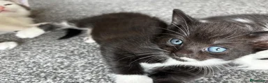 Black with white belly male