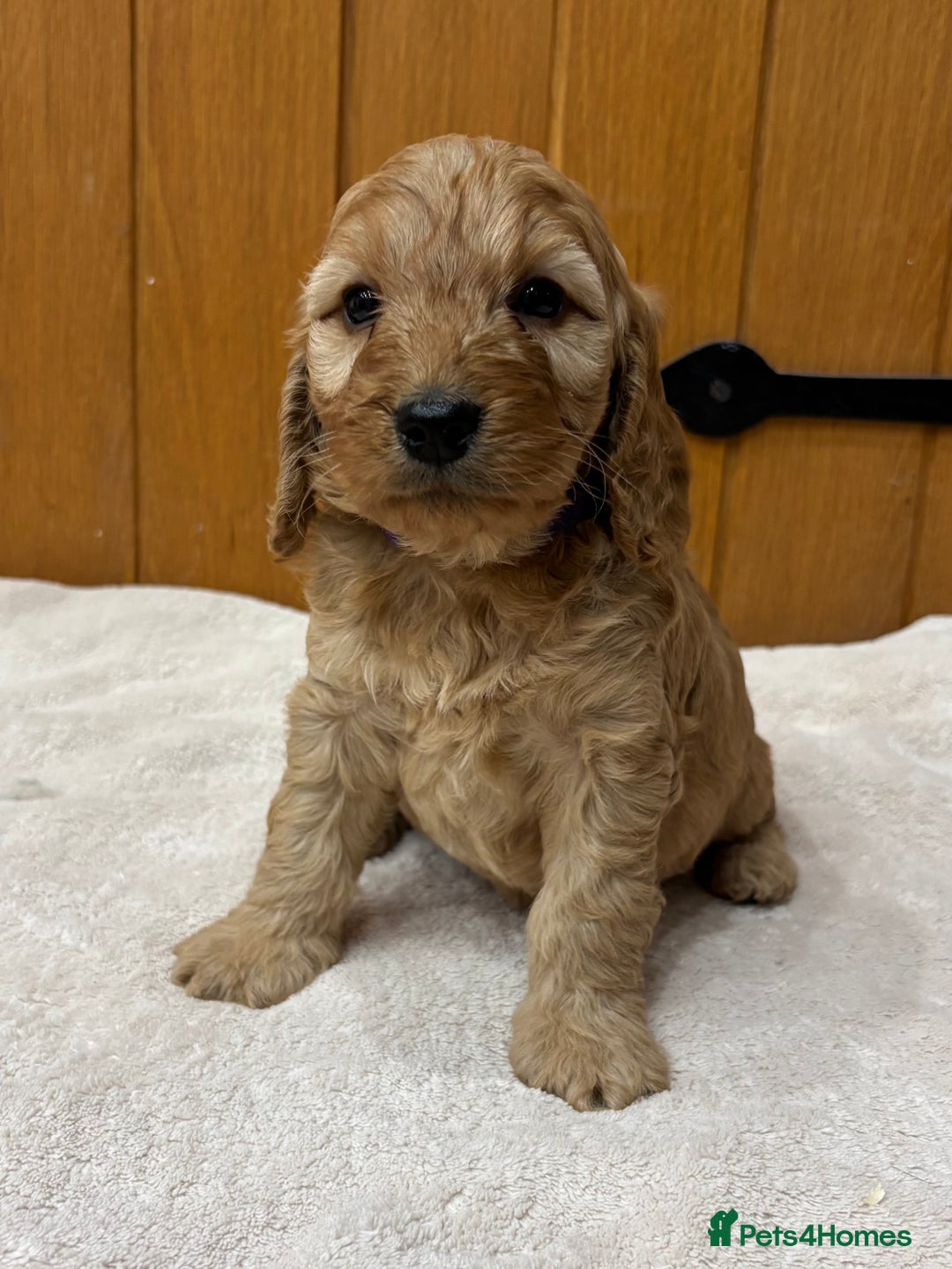 Cockapoo dogs for sale: Stunning Cockapoos Puppies DNA tested parents  - Advert 6