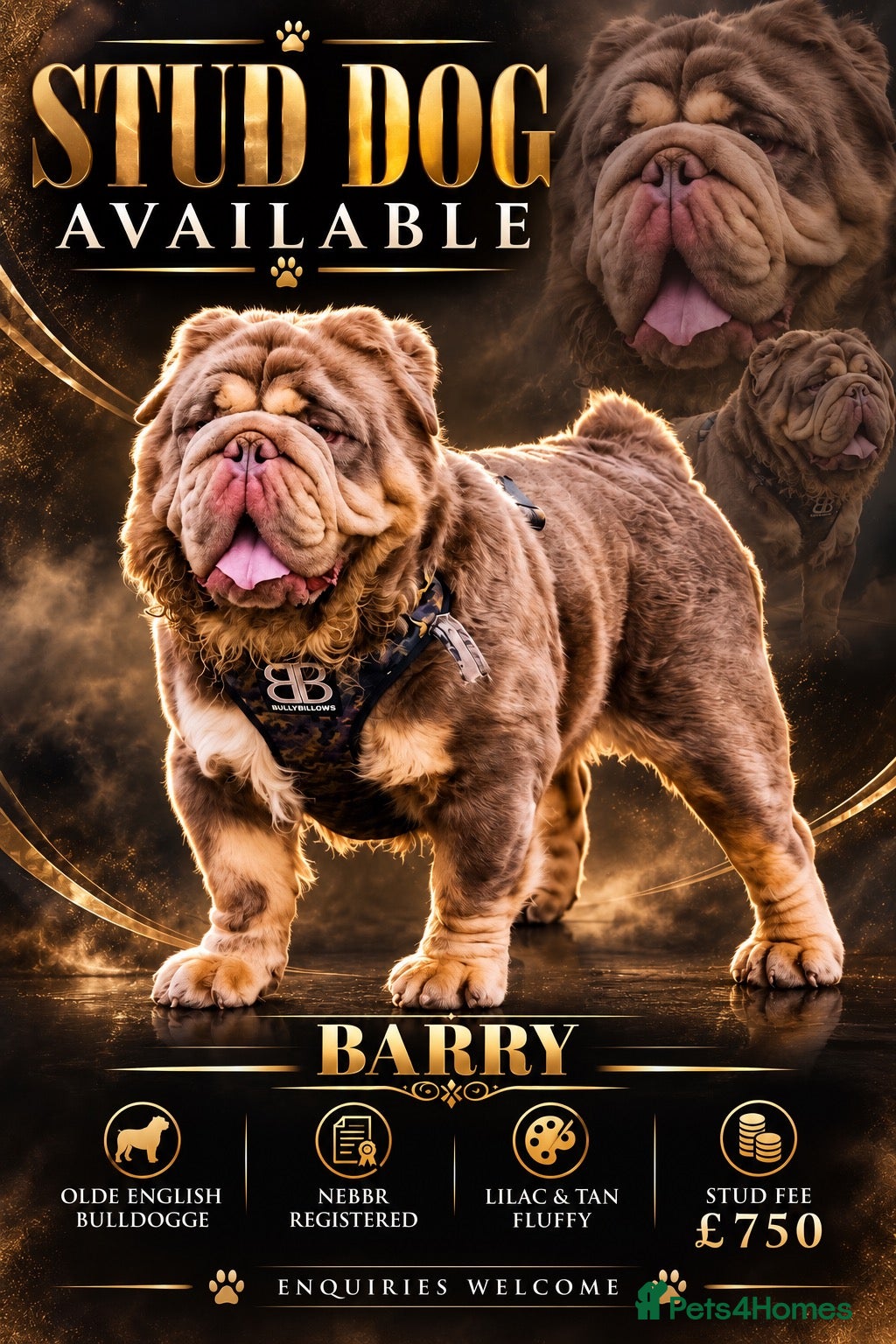 Olde English Bulldogge dogs old english Bulldoge fluffy  - Advert 2