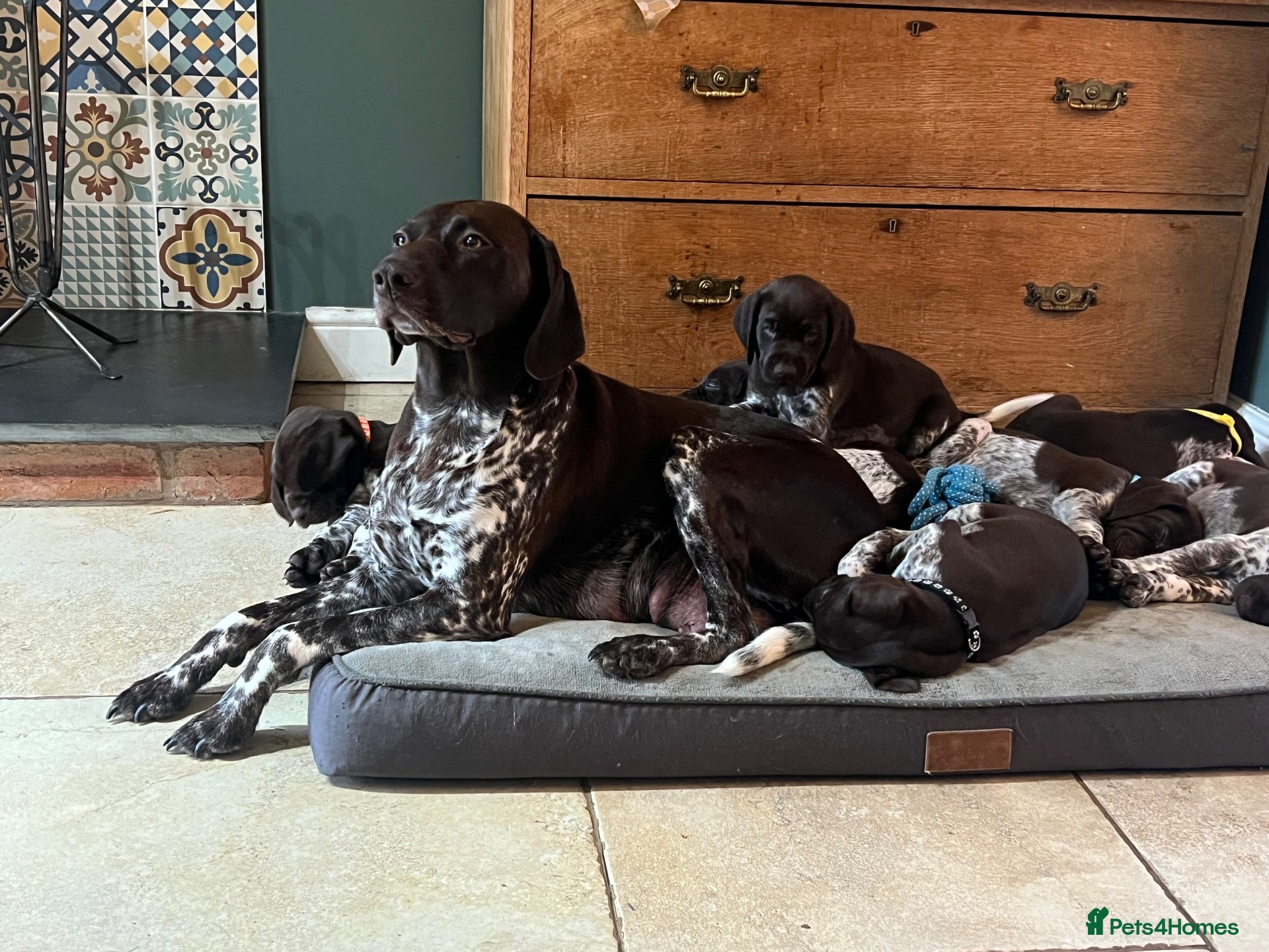 German Shorthaired Pointer dogs for sale: Inviting expressions of interest in litter - Advert 1