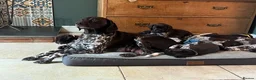German Shorthaired Pointer dogs for sale: Inviting expressions of interest in litter - Advert 1