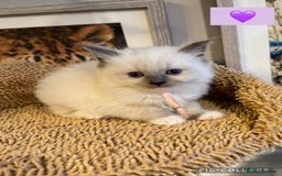 Ragdoll cats for sale: ✨Ragdoll Kittens✨ - Advert 1