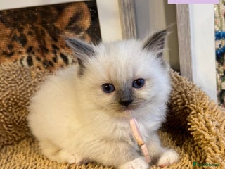 Ragdoll cats ✨Ragdoll Kittens✨ - Advert 1