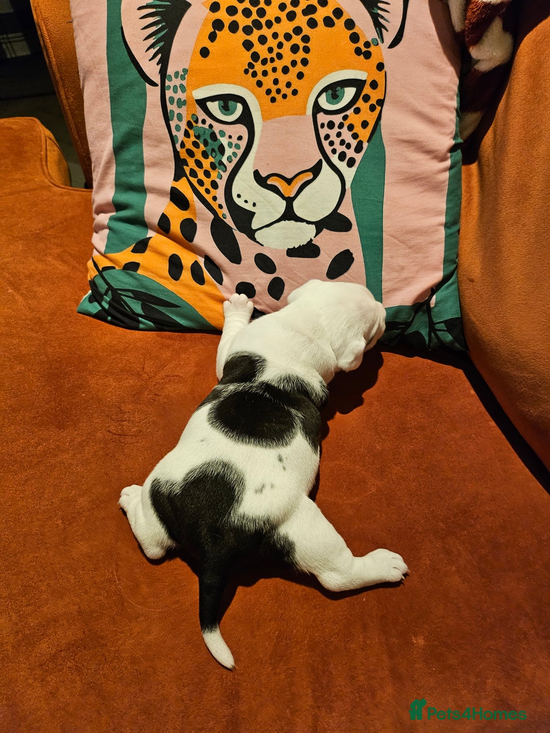 Mixed Breed dogs for sale: English Bulldog Staff Mix (Old Tyme Bulldog) - Advert 14