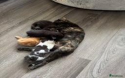 Mixed Breed cats for sale: Male black cat looking for forever home - Image 2