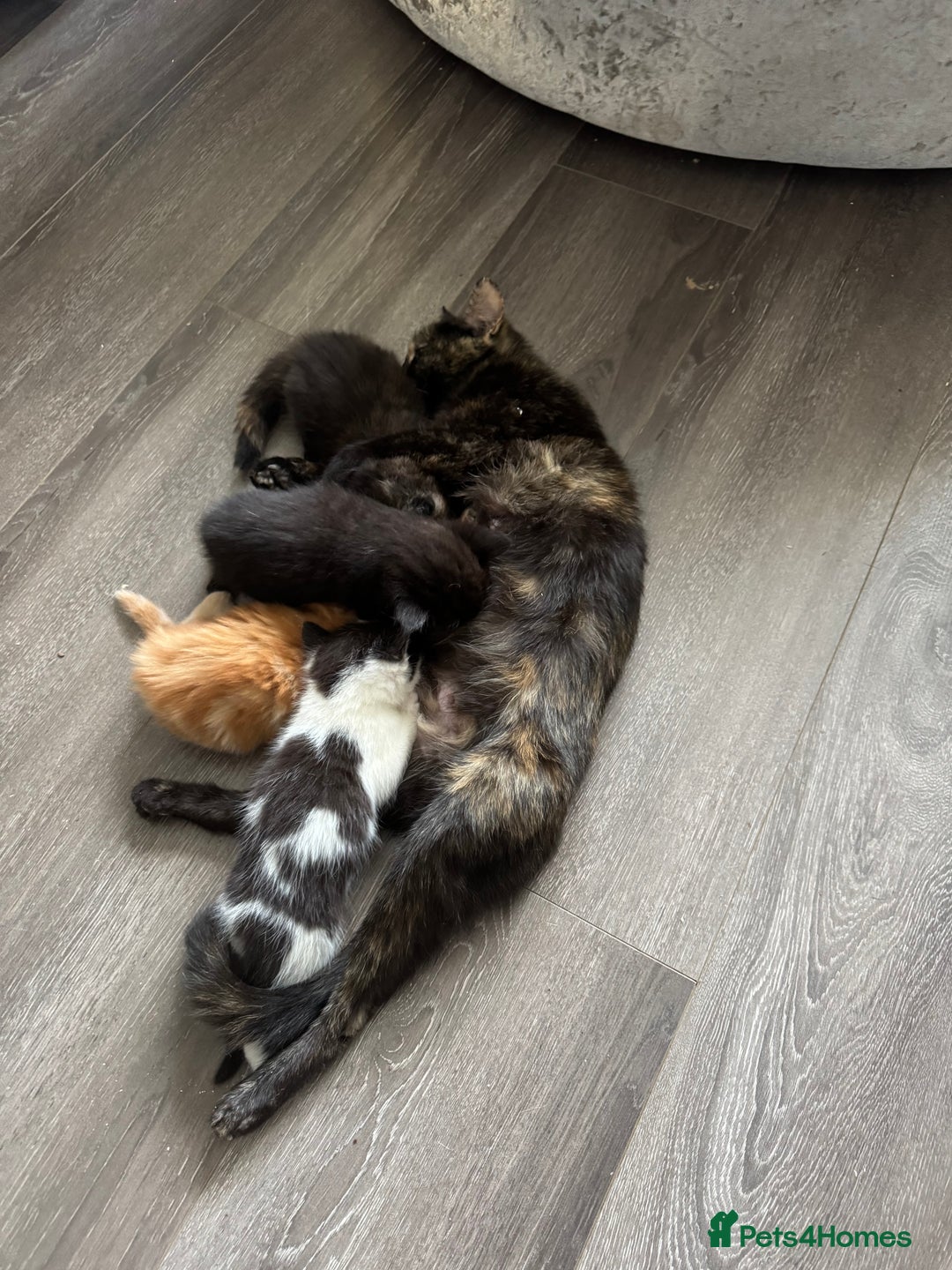 Mixed Breed cats for sale: Male black cat looking for forever home - Image 2