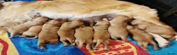 Golden Retriever dogs for sale: Lovely Golden Retriever Puppy's  - Advert 23