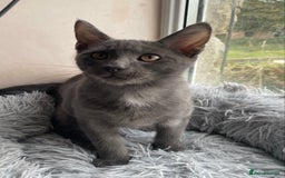 Maine Coon cats for sale: Maine coon x bengal kittens  - Image 12