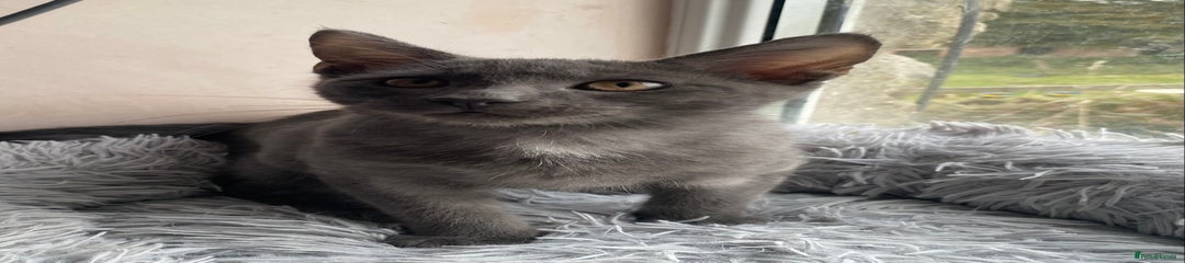 Maine Coon Kitten 1