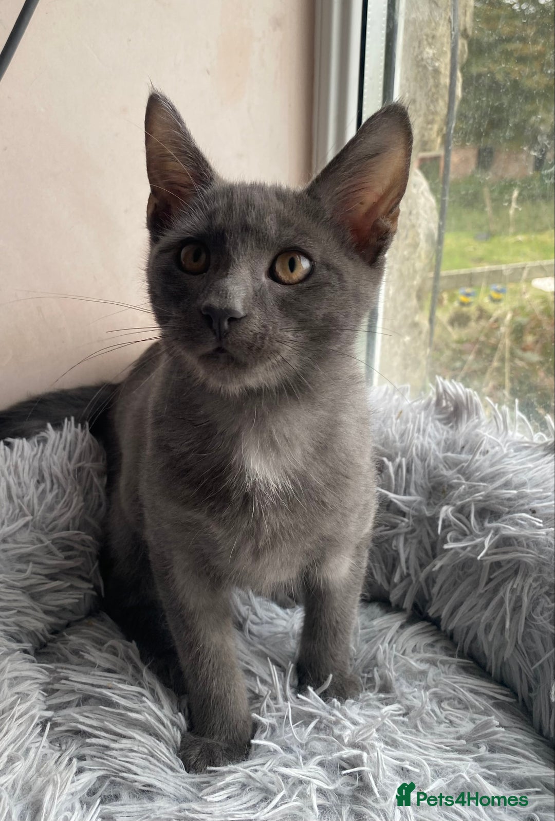 Maine Coon cats for sale: Maine coon x bengal kittens  - Image 12
