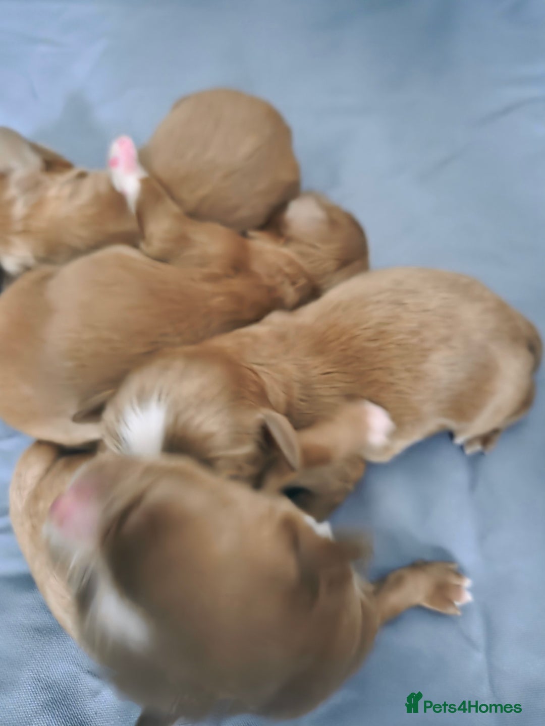 Cavapoo dogs for sale: Adorable cavapoo puppies - Image 2