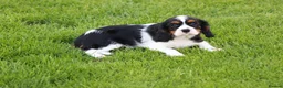 Cavalier King Charles Spaniel dogs for sale: Beautiful Cavalier King Charles Spaniel puppies - Advert 21
