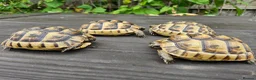 Tortoise reptiles for sale: Spur Thighed tortoise wildling - Advert 4
