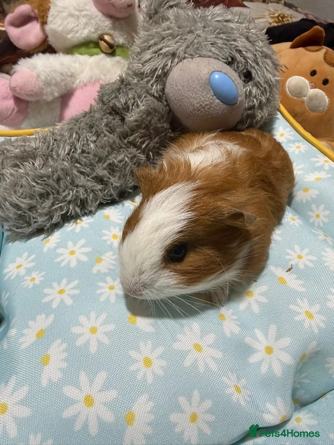 Guinea Pig rodents for sale: Baby guinea pigs  - Advert 6