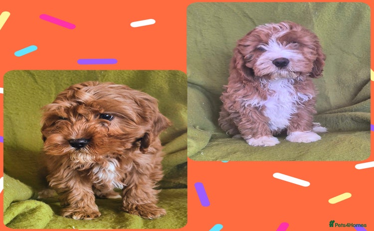 Cavapoo dogs Adorable Cavapoo puppies  - Advert 1