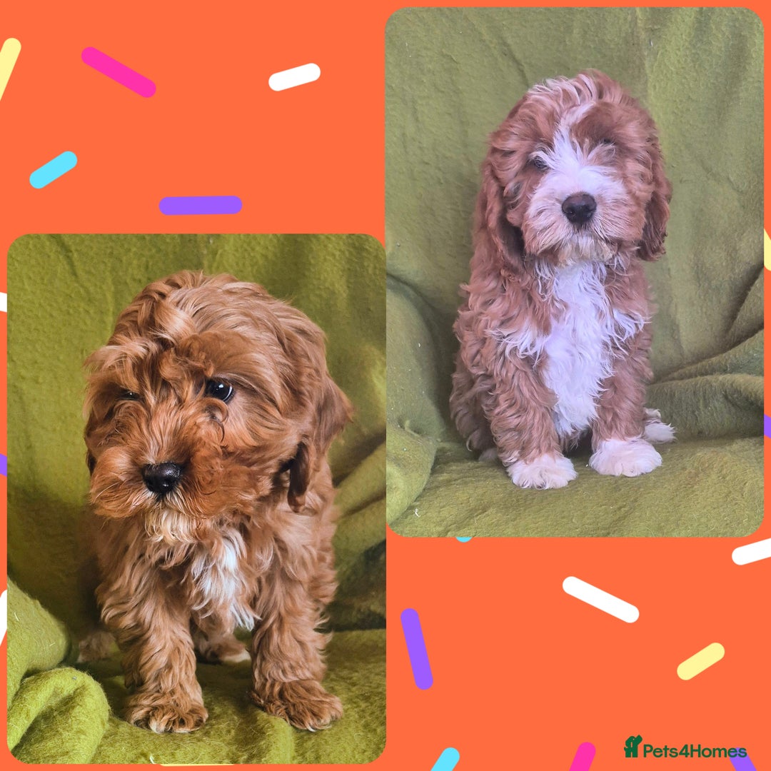 Cavapoo dogs for sale: Adorable Cavapoo puppies  - Advert 1