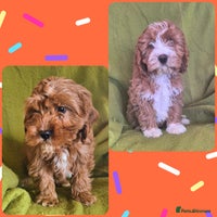 Cavapoo dogs Adorable Cavapoo puppies - Advert 3