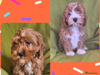 Cavapoo dogs Adorable Cavapoo puppies - Advert 8