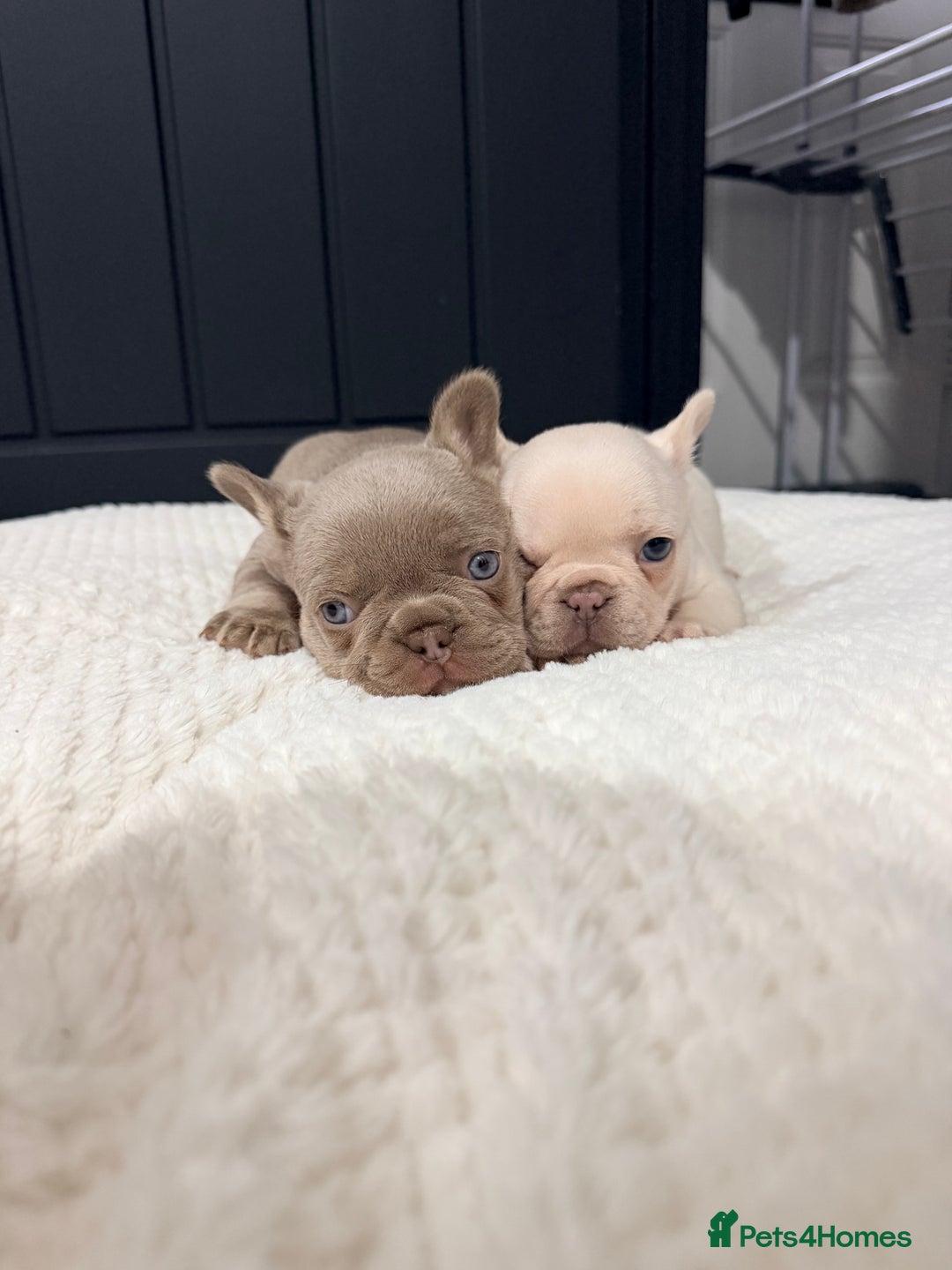 French Bulldog dogs for sale: 2 Frenchy girls - Advert 7