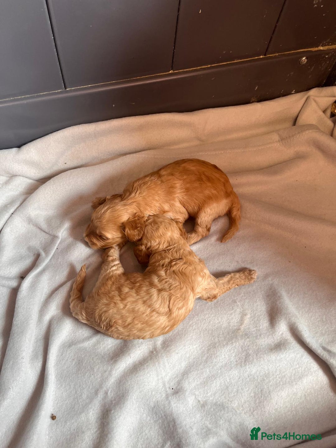 Cavapoo dogs for sale: * Cavapoo Boys available * - Image 6
