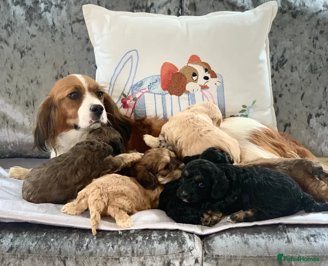 Poodle dogs for stud: 🏆PROVEN🏆sable miniature poodle health tested in Havant - Advert 12