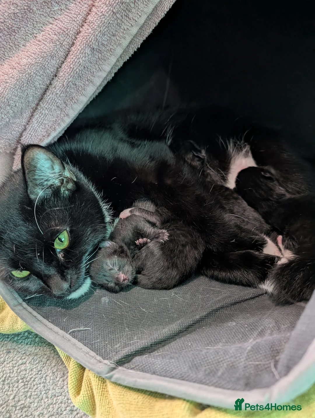 Domestic Shorthair cats for sale: Five kitten, 2 black, 3 tuxedo. Sexes not known - Advert 4