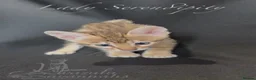 Savannah cats for sale: Exceptional Quality Tica Regist. Savannah kittens - Advert 7