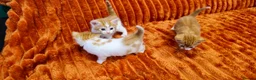 British Shorthair cats for sale: Ginger kittens for sale in Tamworth - Advert 16