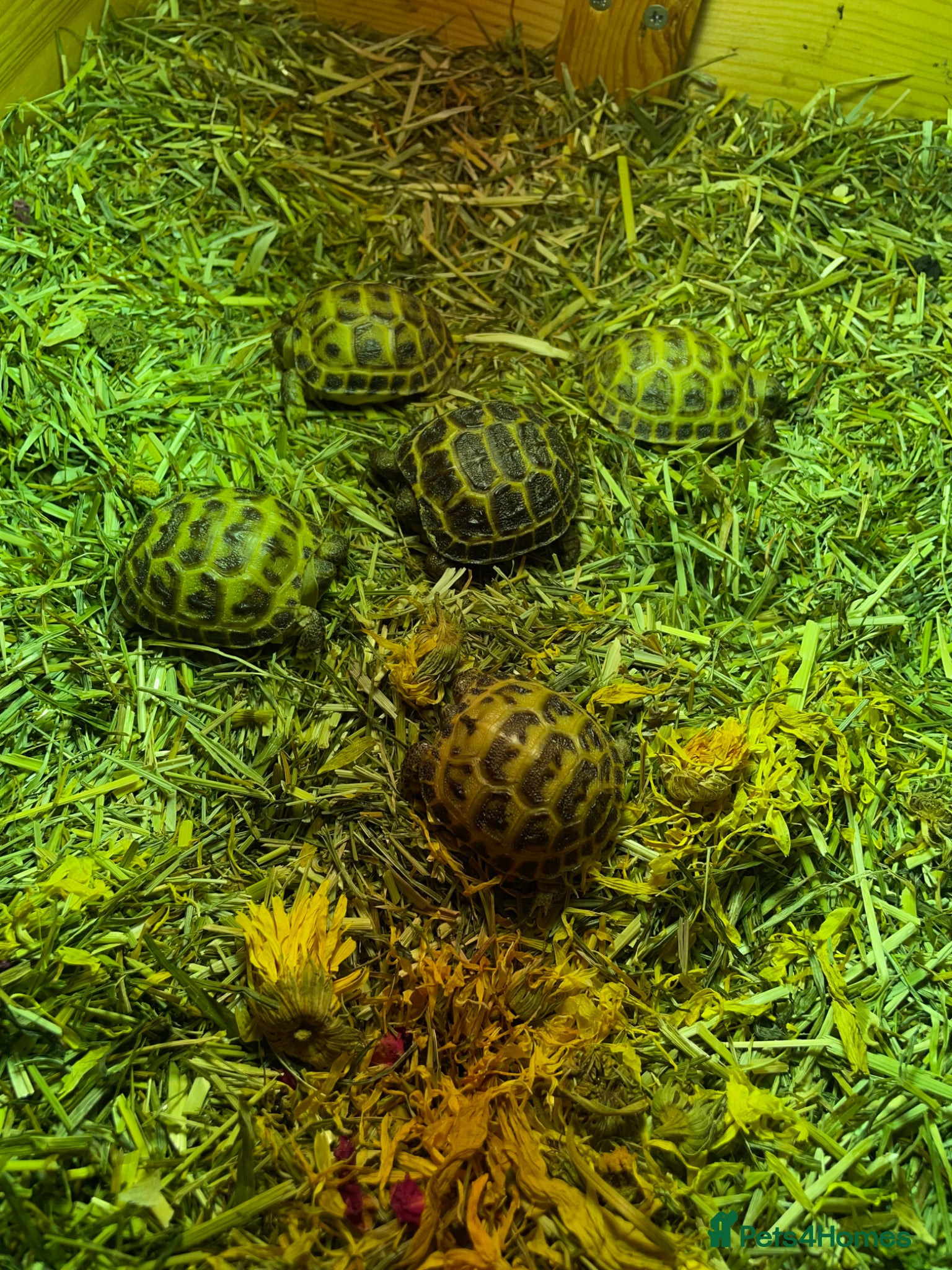 Tortoise reptiles for sale: Baby Horsefield Tortoises Available  - Advert 5