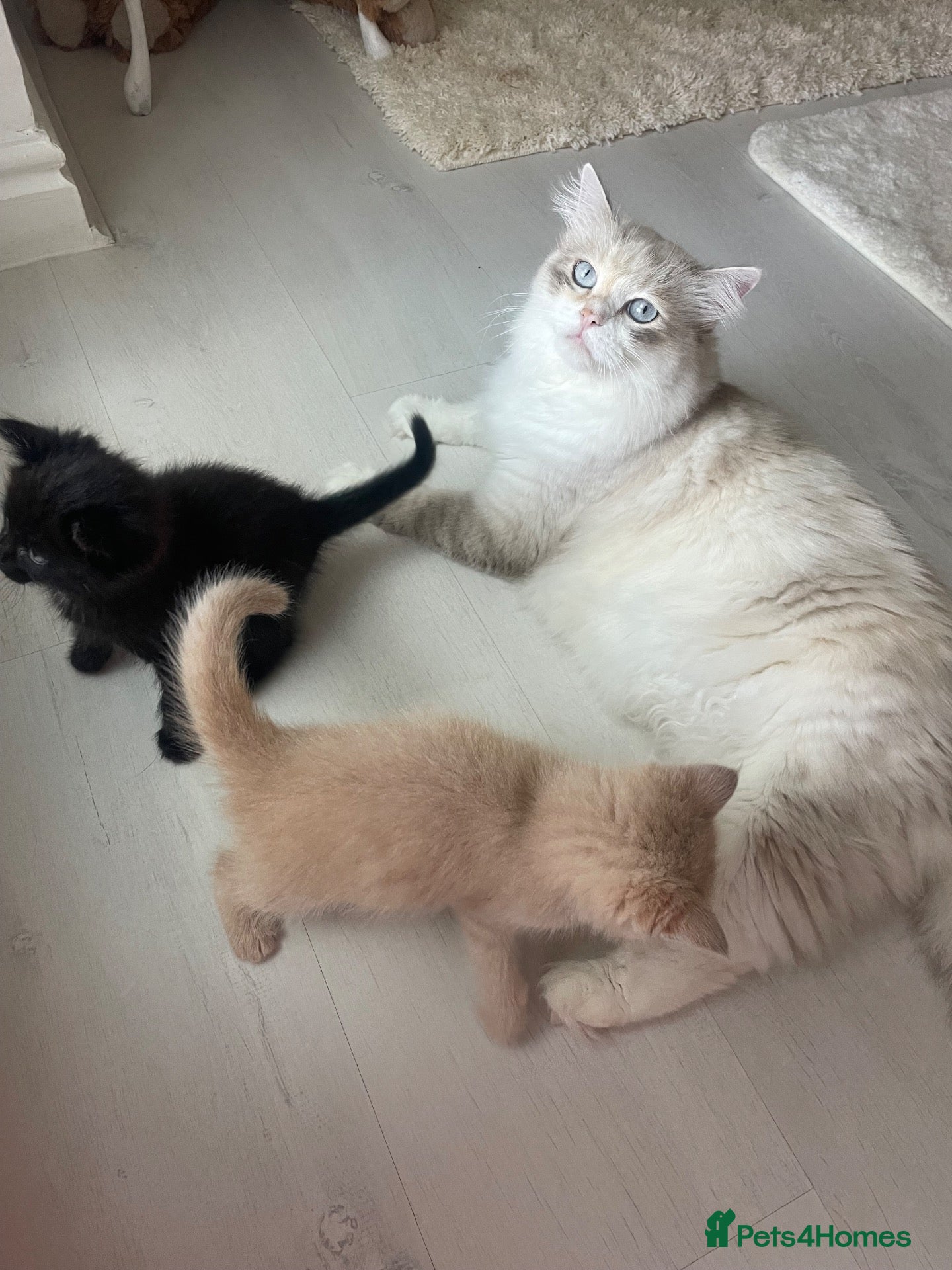 Mixed Breed cats Adorable half Siberian kittens  - Advert 1