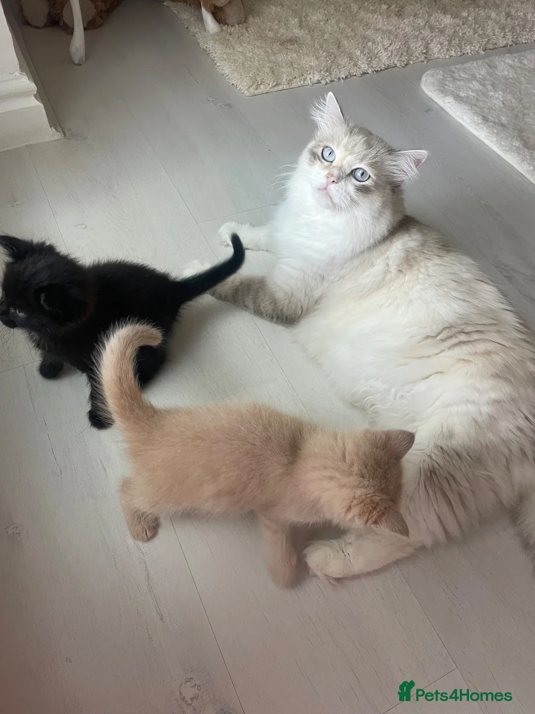 Mixed Breed cats for sale: Adorable half Siberian kittens  - Advert 1