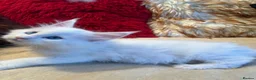 Maine Coon cats for sale: 🐾 beautiful maine coon kittens  - Advert 25