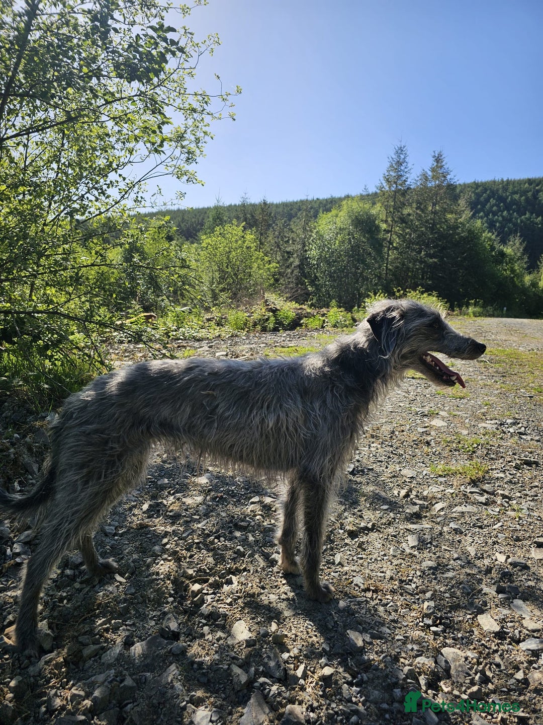 Mixed Breed dogs for sale: Bedlington/whippet puppies  - Image 1
